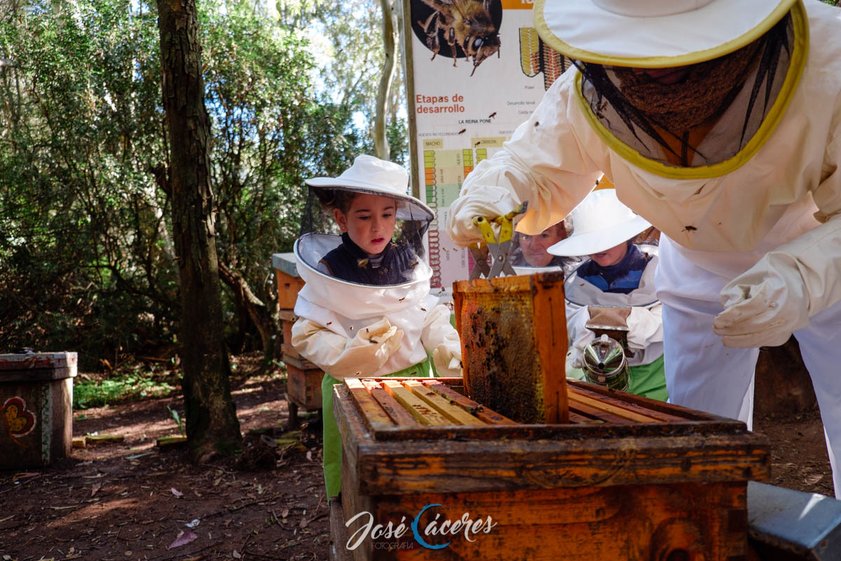 Miel de Rancho Cortesano