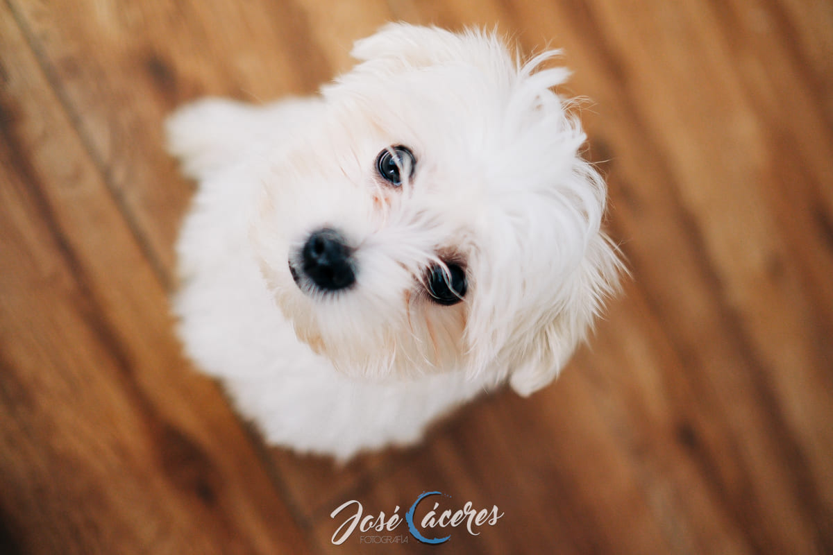 Fotografía de perros en Jerez: Inmortalizando los mejores momentos de tu peludo