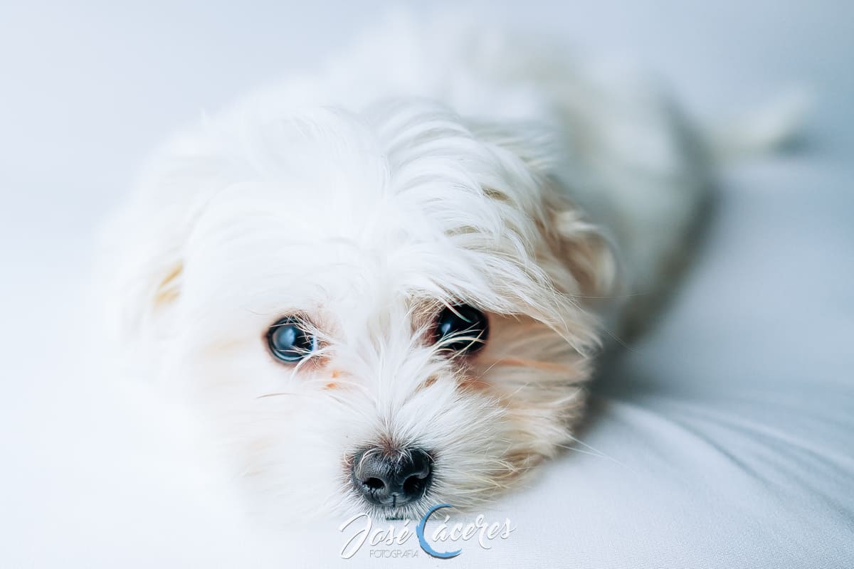 Fotografía de perros en Jerez: Inmortalizando los mejores momentos de tu peludo