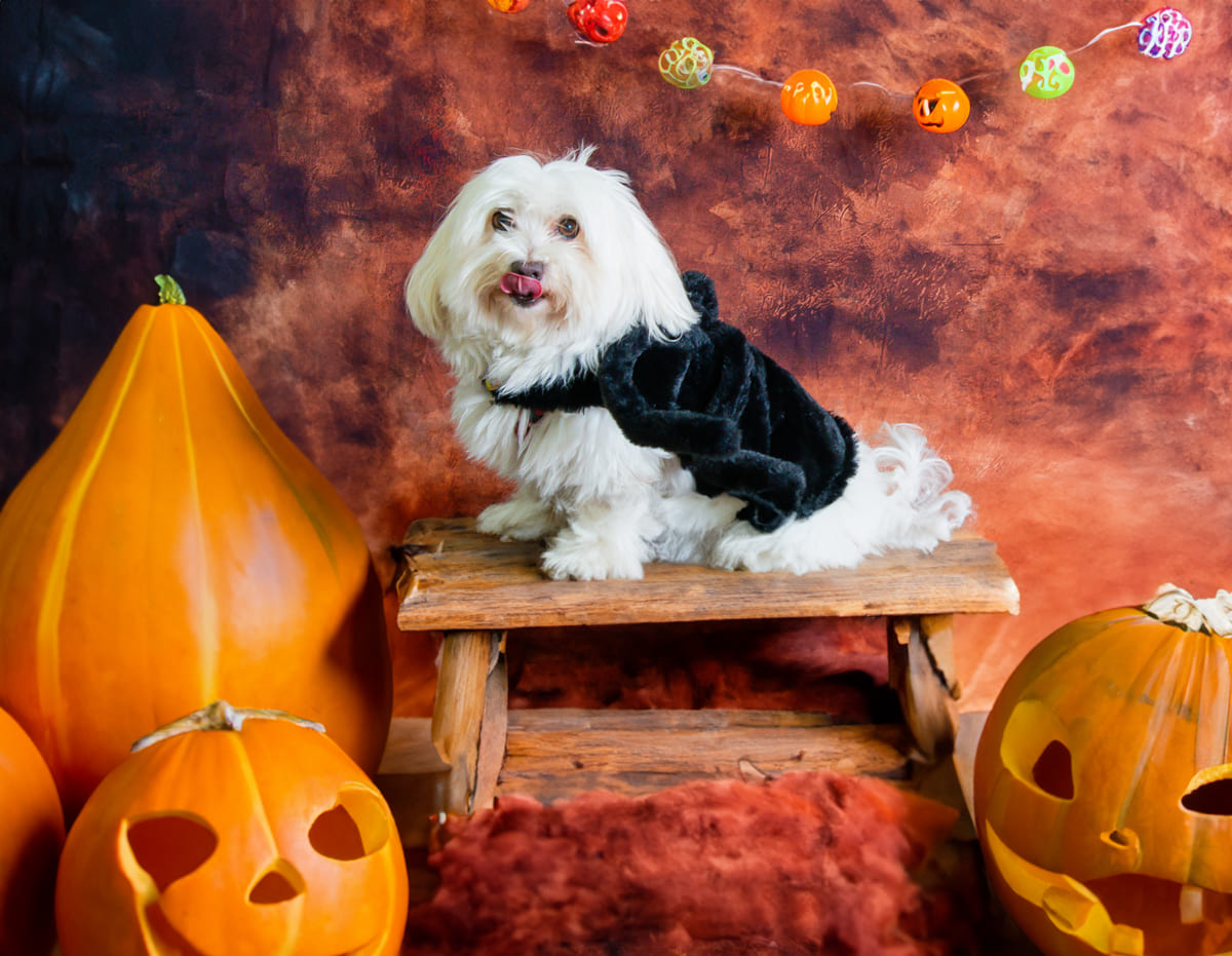 fotos de halloween para mascotas