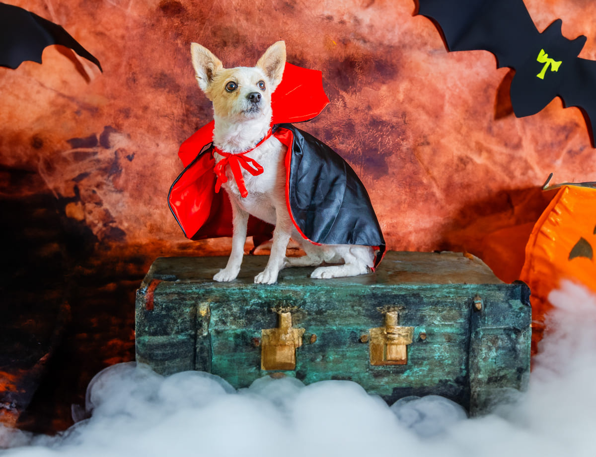 fotos de halloween para mascotas