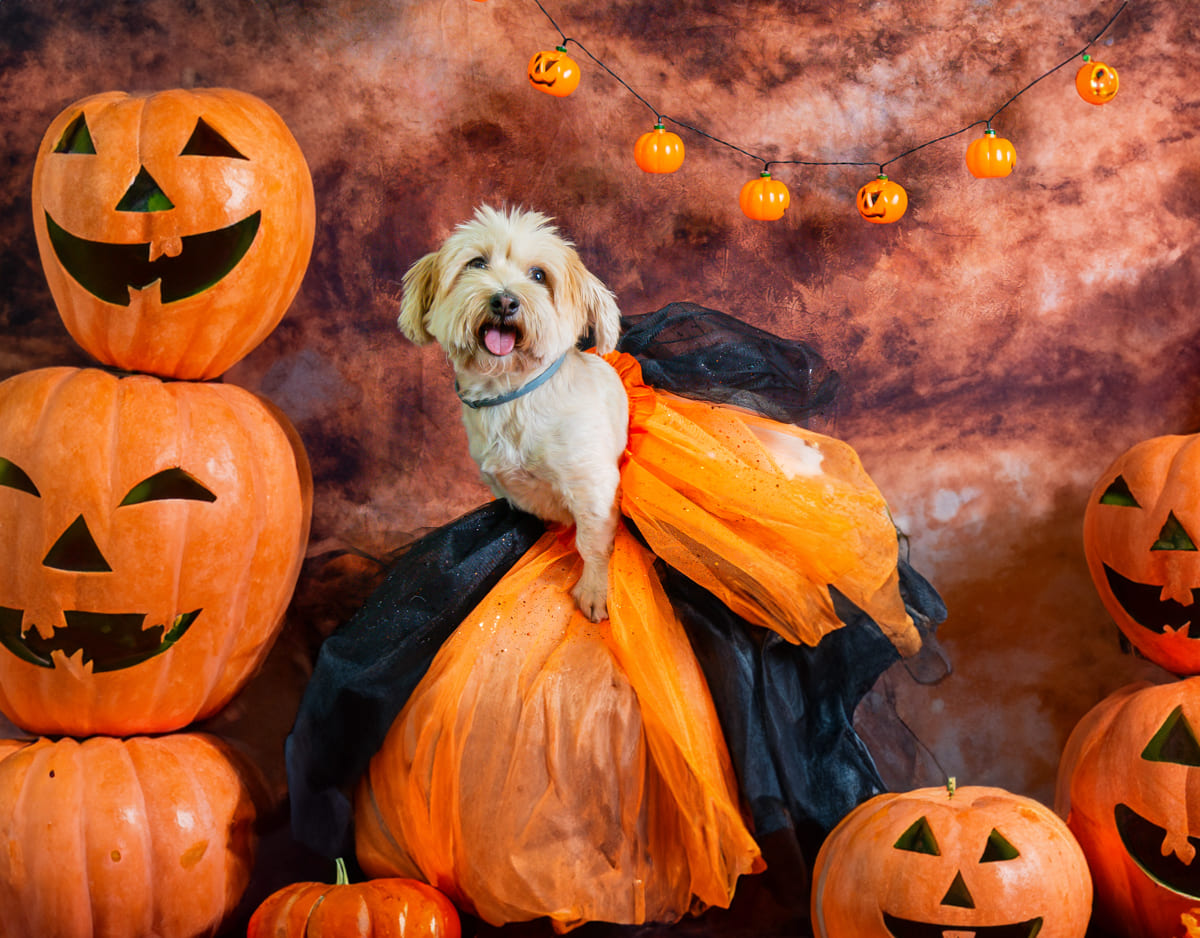 fotos de halloween para mascotas