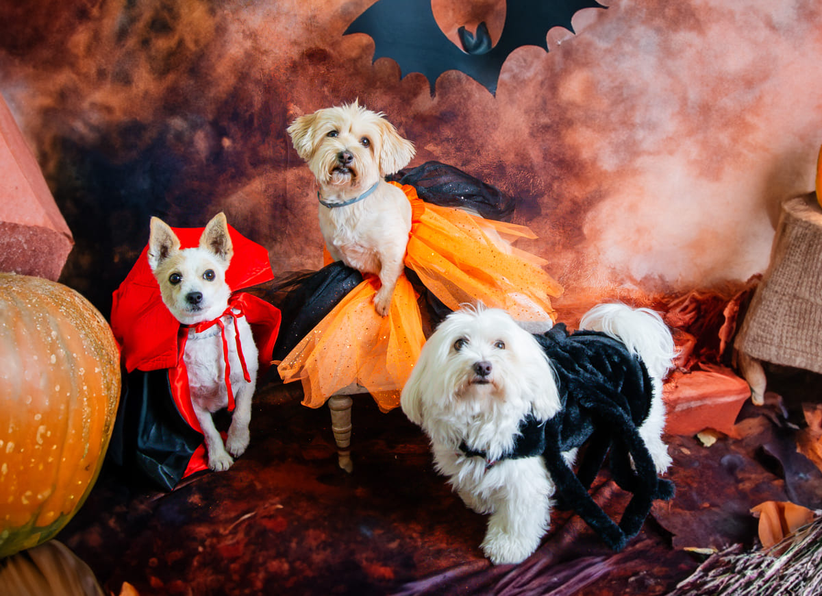 fotos de halloween para mascotas